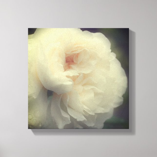 Lienzo Flor rosa blanca en flor (Anverso)