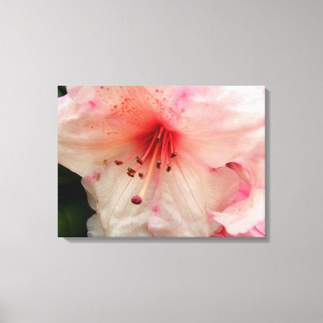 Lienzo flor rosa de rododendros (Anverso)