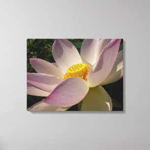 Lienzo Flor rosa Lotus III flor de verano