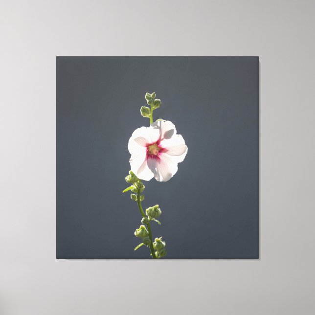 Lienzo Flor rosa Mallow hojas verdes sobre gris oscuro (Anverso)