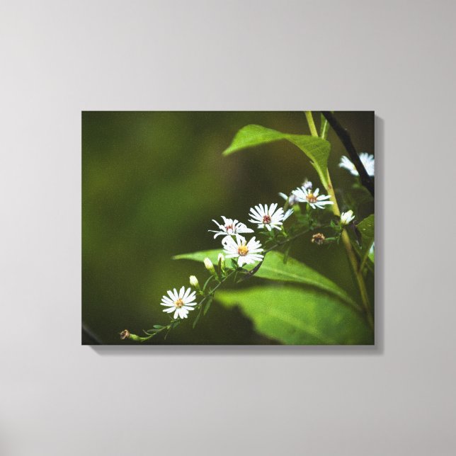 Lienzo Flor silvestre blanca (Anverso)