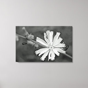 Lienzo Flor silvestre de Chicory