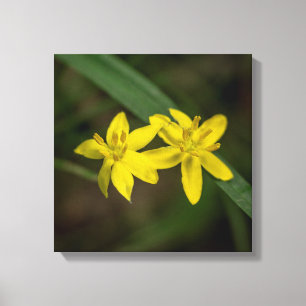 Lienzo Flor silvestre de grullas amarillas
