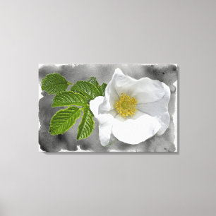 Lienzo Flor silvestre Rosa de la playa blanca