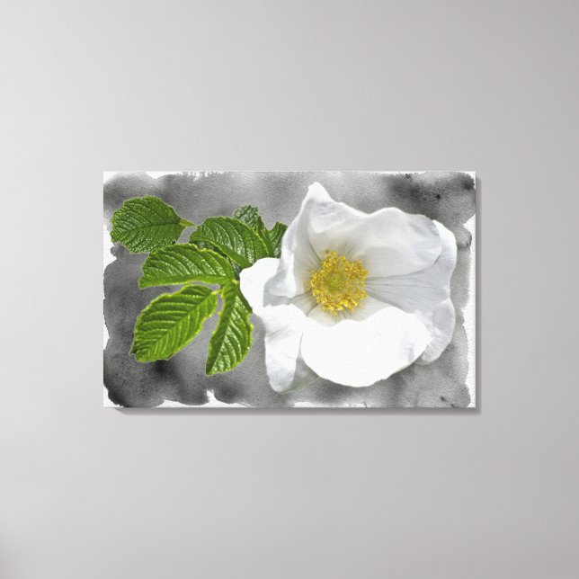 Lienzo Flor silvestre Rosa de la playa blanca (Anverso)