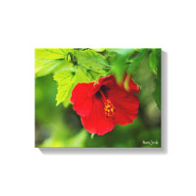 Flor tropical de Hibiscus Hawai