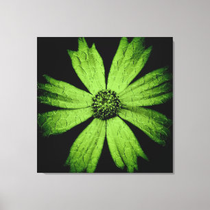 Lienzo Flor verde de cosmos en negro