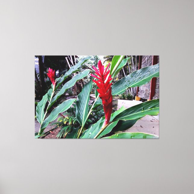 Lienzo flor vermelha (Anverso)