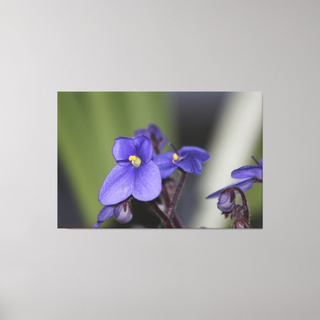 Lienzo Flor violeta púrpura (Anverso)