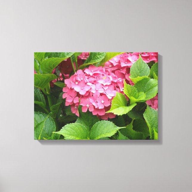 Lienzo Floración de Hortensia Rosa Profundo (Anverso)