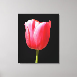 Lienzo Floración de Tulipán Elegante