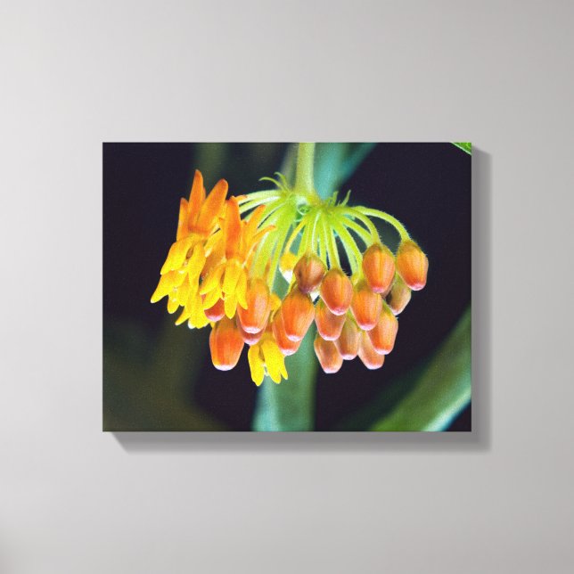 Lienzo Floraciones y brotes de algodoncillo de mariposa (Anverso)