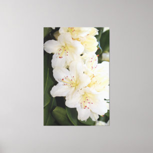 Lienzo Floral blanca cremosa