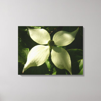 Lienzo Floral de primavera de Dogwood Blossom iluminada p