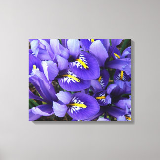 Lienzo Floral de primavera de irlandeses azules en miniat
