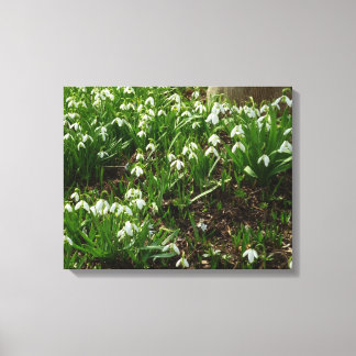 Lienzo Floral de primavera (Galanthus)