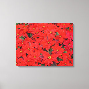 Lienzo Floral Foto de Poinsettias Rojas de Navidad
