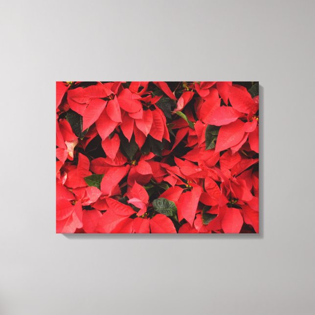 Lienzo Floral navideña de Navidades de la Poinsettias Roj (Anverso)