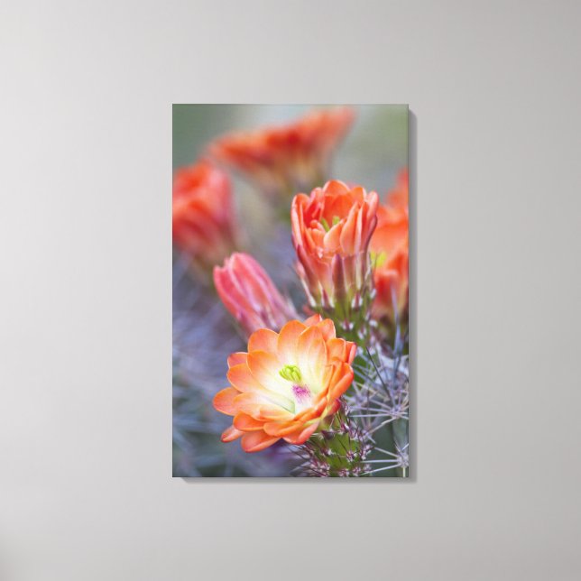 Lienzo Florecer en flor de cactus naranja (Anverso)
