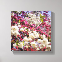 Florecimiento de la primavera blanca y rosa en Gal