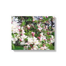 Florecimiento de manzanos.