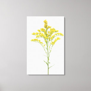 Lienzo Flores amarillas oscuras (juncea) de la solidago,