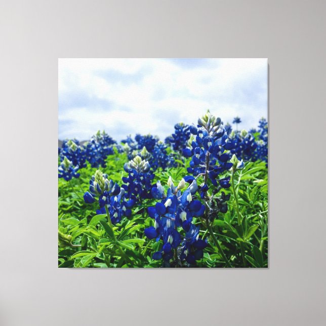 Lienzo Flores azules de Bluebonnets Texas Texan Floral (Anverso)