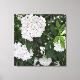 Lienzo Flores blancas de laurel de montaña de bonito