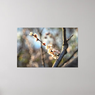 Lienzo Flores blancas Sakura, un icono japonés iluminado