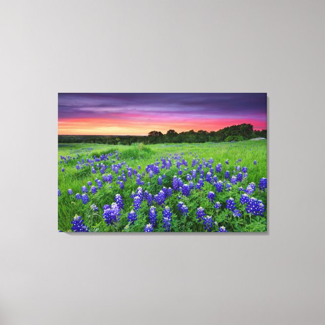 Lienzo Flores | Bluebonnets en Sunset Texas (Anverso)