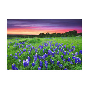 Lienzo Flores   Bluebonnets en Sunset Texas