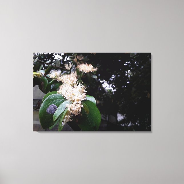 Lienzo flores brancas (Anverso)