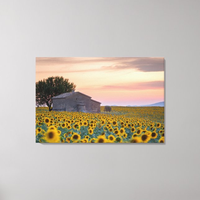 Lienzo Flores | Campo de girasol Provenza, Francia (Anverso)