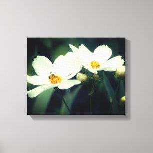 Lienzo Flores Cosmos Blancas Con Abeja