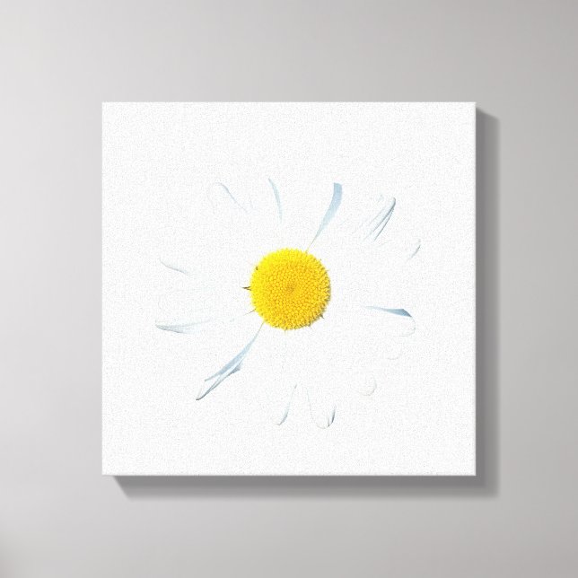 Lienzo Flores | Daisy único (Anverso)