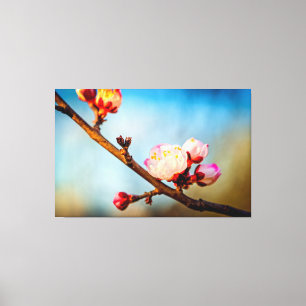 Lienzo Flores de albaricoque japonés y el cielo azul clar