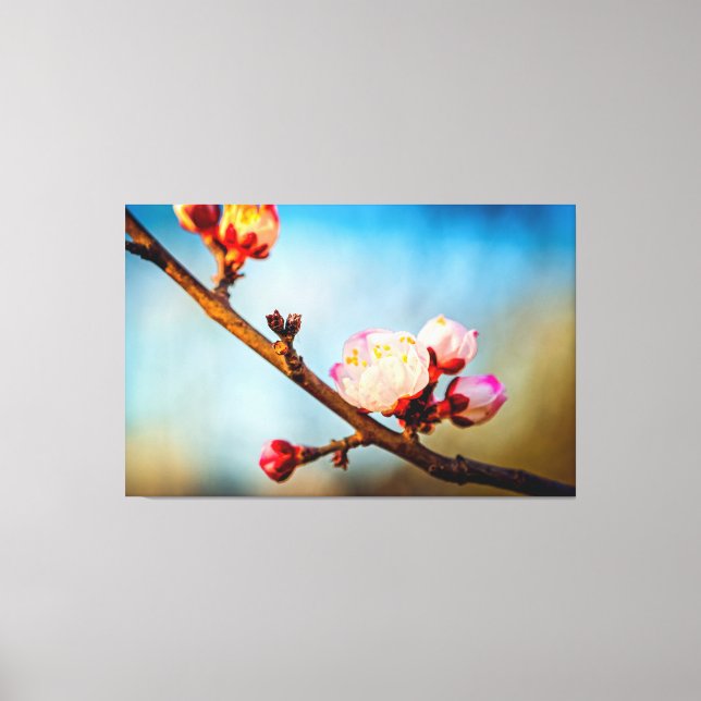 Lienzo Flores de albaricoque japonés y el cielo azul clar (Anverso)