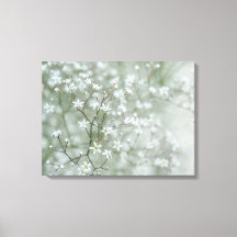 Flores de Aliento de Bebé Fotografía de la Natural