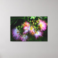 Flores de árbol mimosa