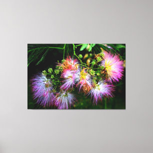Lienzo Flores de árbol mimosa