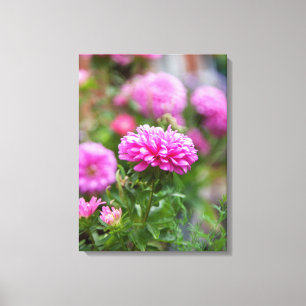Lienzo Flores de Asters Rosados