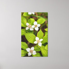 Lienzo Flores de Bunchberry