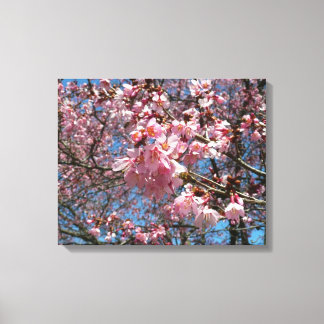 Lienzo Flores de cerezo y de primavera rosada de abeja