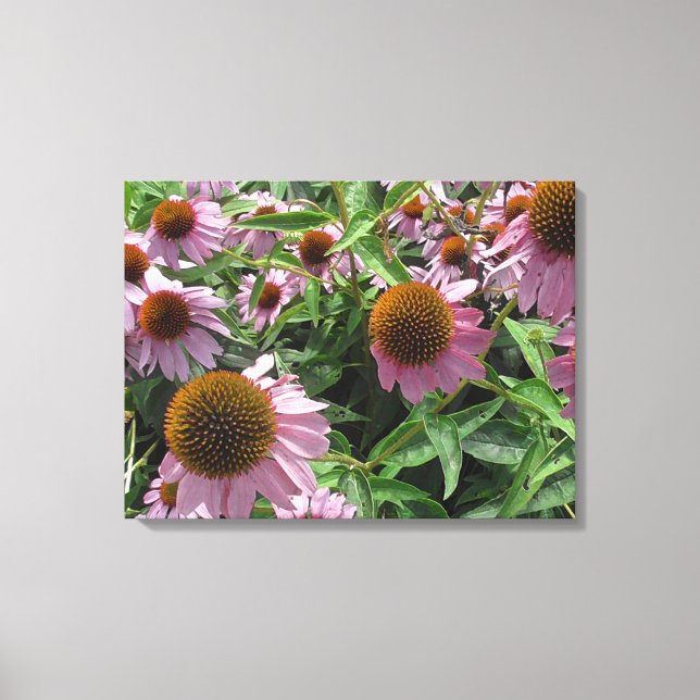 Lienzo Flores de cono morado y amarillo Echinacea (Anverso)