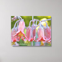 Flores de Cotyledon por Debra Lee Baldwin