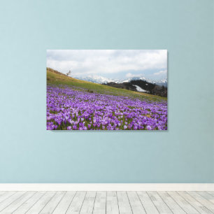 Lienzo Flores de crocus en Velika Planina, Eslovenia