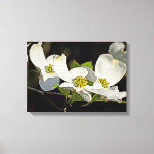 Lienzo Flores de dogwood floridas norteamericanas Cornus