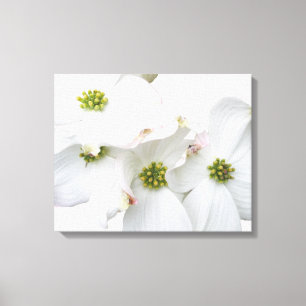 Lienzo Flores de dogwood orientales - Cornus florida