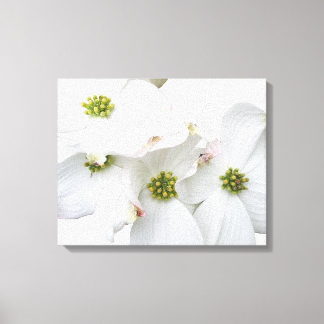 Lienzo Flores de dogwood orientales - Cornus florida (Anverso)