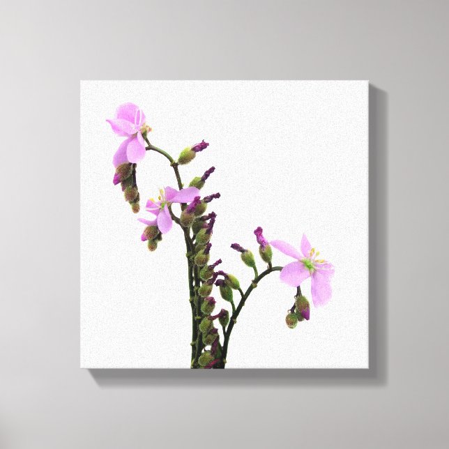 Lienzo Flores de Drosera de hojas de hilo (Anverso)